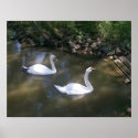 Curious Swans Poster posters