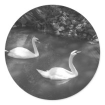 Curious Swans Stickers