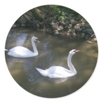 Curious Swans Stickers