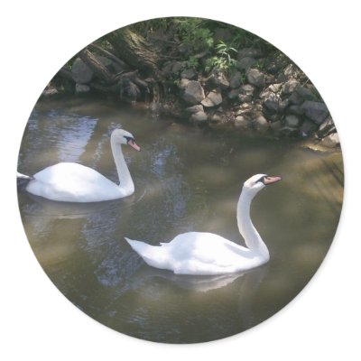 Curious Swans Stickers by stonedorphotos