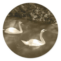 Curious Swans Stickers