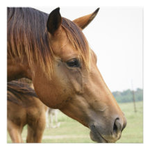 Curious Thoroughbred Invitations