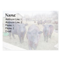 Curious Young Black Angus Business Card Templates