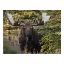 Curiuos Moose Postcards