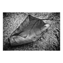 Curled Leaf Photographic Print