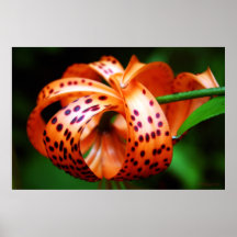 Curled Lily Posters