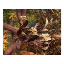 Curls and Jewels Photographic Print