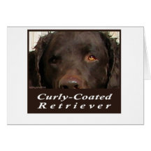 Curly-Coated Retriever Greeting Card