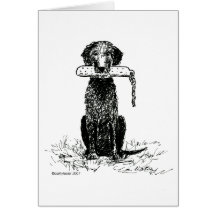Curly Coated Retriever with Bumper Cards