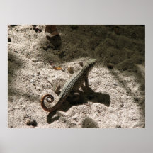 Curly Poster