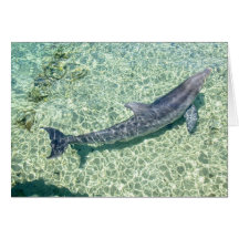 Curved Dolphin Underwater Greeting Card