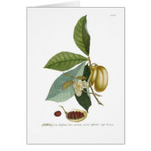 Custard apple card