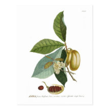 Custard apple post cards