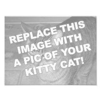 Custom Kitty Cat Art Photo
