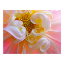 Custom Nature Postcards Pink Dahlia Flowers Floral