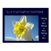 Custom Postcards Spring Daffodils Flowers