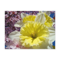Custom postcards Yellow Daffodil Flowers Garden