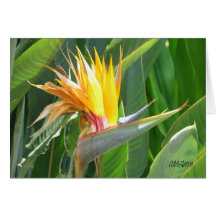 Customizable Bird of Paradise Card