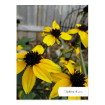 Customizable Black Eyed Susan Garden Postcard