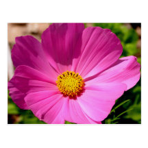 Customizable Cosmo Flower Postcard