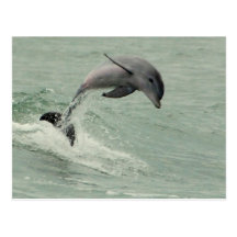 Customizable Dolphin Postcard