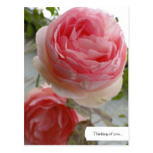 Customizable English Rose Garden Postcard