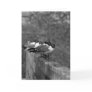 Customizable greeting card