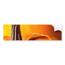 Customizable Halloween Season Pumpkins Bumper Sticker