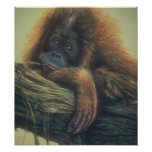 Customizable Orangutan Art Poster Art Photo