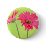 Customizable Pink Gerber Daisies on Green
