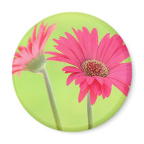 Customizable Pink Gerber Daisies on Green