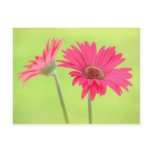 Customizable Pink Gerber Daisies on Green