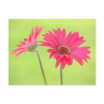 Customizable Pink Gerber Daisies on Green