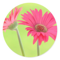 Customizable Pink Gerber Daisies on Green