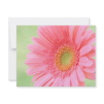 Customizable Pink Gerber Daisy