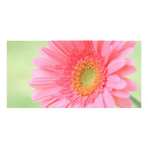Customizable Pink Gerber Daisy