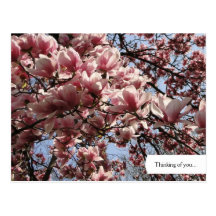 Customizable Pink Magnolia Blossoms Postcard