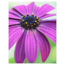 Customizable Purple Daisy