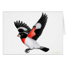 Customizable Rose Breasted Grosbeak Wild Bird Card