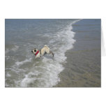 Customizable Sid the Pug Beach Cards and Postcards