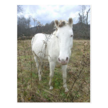 Customize Nice White Horse Postcard