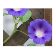 Customize Product - Customized Postcards