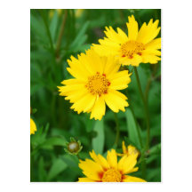 Customize Product Post Card