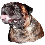 Customized Magnet Sculpture of Brindle Bullmastiff Photo Cut Outs