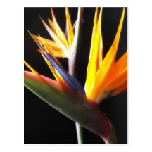 Cut Bird of Paradise Flowers 1 Post Cards