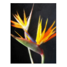 Cut Bird of Paradise Flowers 2 Painterly Post Cards