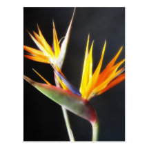 Cut Bird of Paradise Flowers 2 Post Card