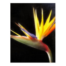 Cut Bird of Paradise Flowers 3 Painterly Post Cards