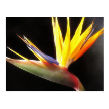 Cut Bird of Paradise Flowers 3 Post Cards