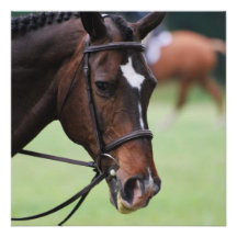 Cute Arabian Horse Invitations